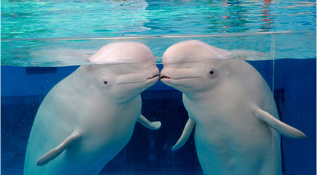 dポイントクラブクーポン特別セット券