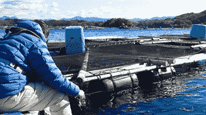 カタタのいかだ釣り